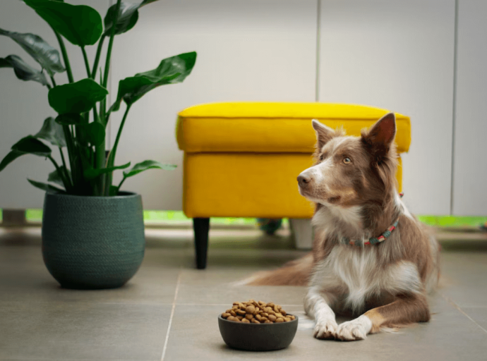 5 Best Pet Food for Dogs